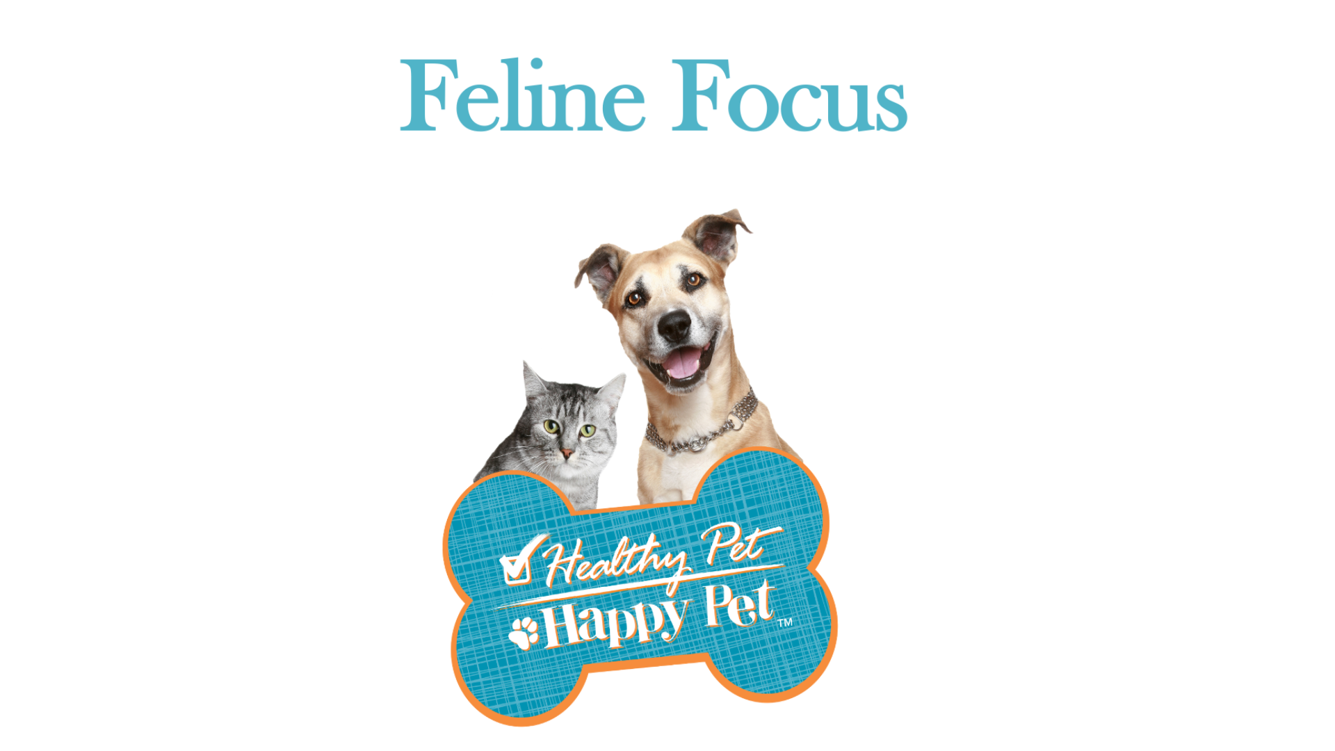 Feline Focus